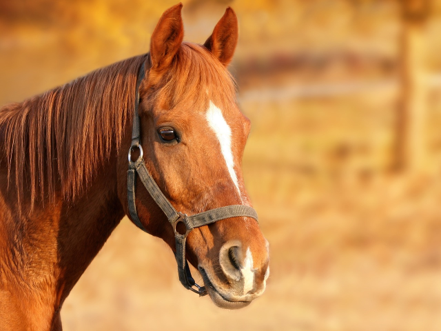 Foto cavallo