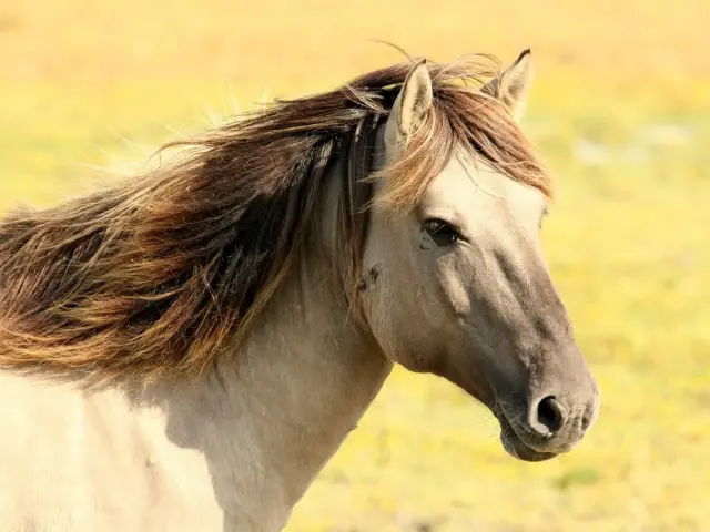 cavallo